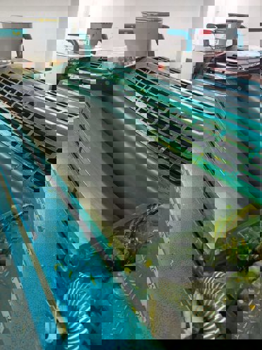 Sheet Fed / Offset Polly PRESTIGE 474